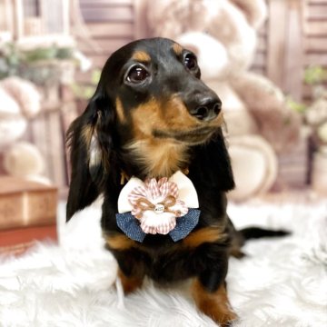 カニンヘンダックスフンド(ロング)【埼玉県・女の子・2025年5月23日・ブラックタン】の写真「PRAご安心頂けます」