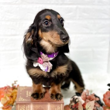 カニンヘンダックスフンド(ロング)【埼玉県・女の子・2025年5月23日・ブラックタン】の写真「PRAご安心頂けます」