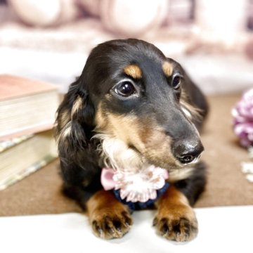 カニンヘンダックスフンド(ロング)【埼玉県・女の子・2025年5月23日・ブラックタン】の写真「PRAご安心頂けます」