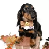 カニンヘンダックスフンド(ロング)【埼玉県・女の子・2025年5月23日・ブラックタン】の写真1「とても綺麗なお顔立ちをしてます」