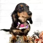 カニンヘンダックスフンド(ロング)【埼玉県・女の子・2025年5月23日・ブラックタン】の写真5