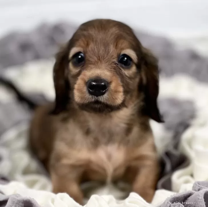 ID:2406-03993の子犬