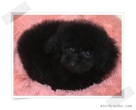 ID:1710-00861の子犬