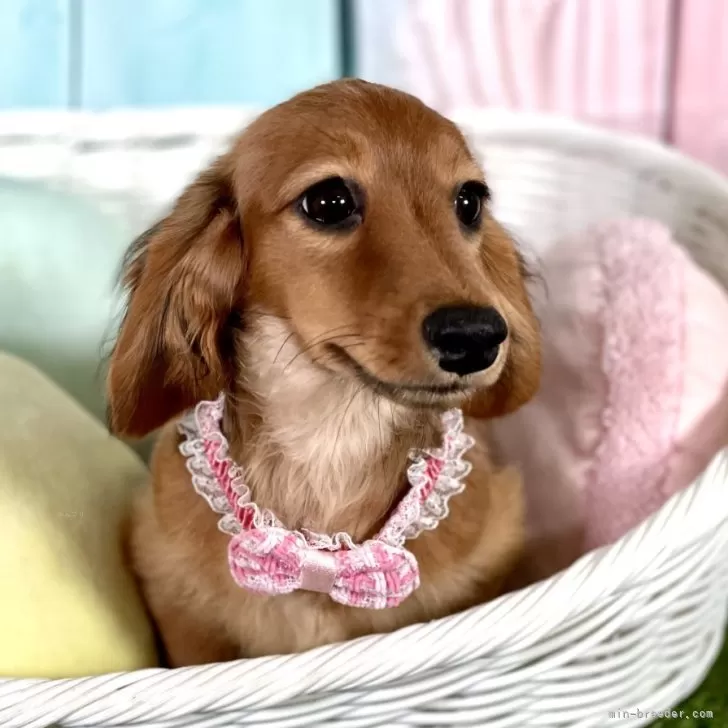 ID:2410-07030の子犬