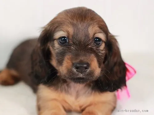 ティアラ ママ 様のお迎えした子犬