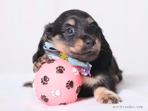 ID:1910-01539の子犬