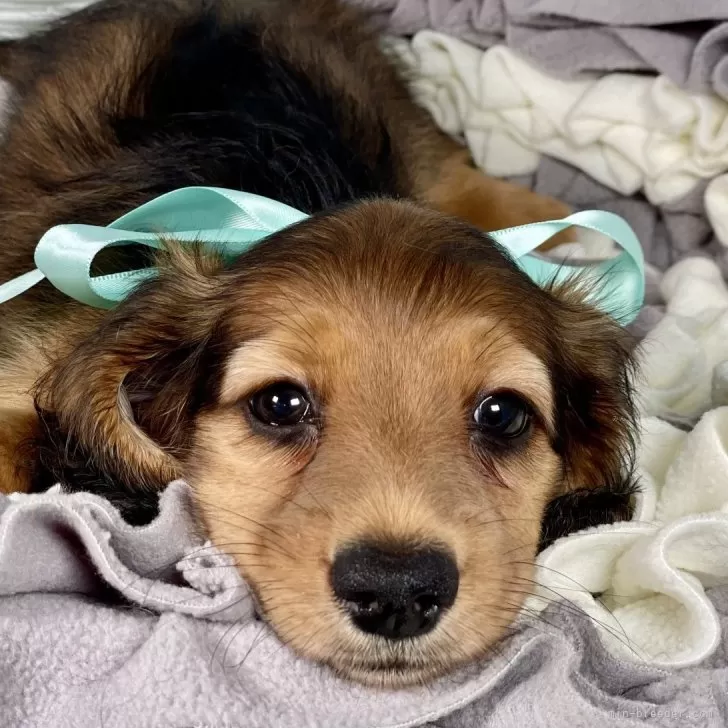 ID:2408-04355の子犬