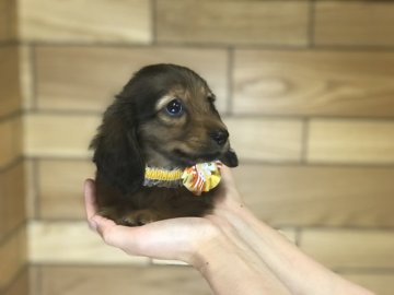 カニンヘンダックスフンド(ロング)【埼玉県・女の子・2019年7月16日・レッド】の写真「PRAご安心ください」