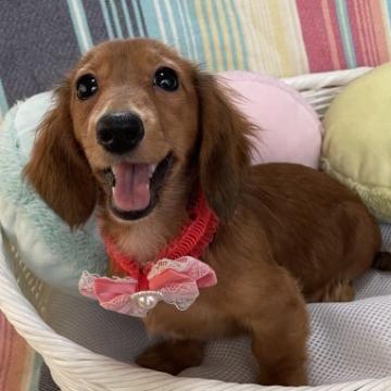 カニンヘンダックスフンド(ロング)【埼玉県・女の子・2022年5月12日・レッド】の写真「PRAご安心いただけます。」