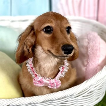 ミニチュアダックスフンド(ロング)【埼玉県・女の子・2024年6月19日・ジェーデッドレッド】の写真「PRAクリア　クリクリな目で可愛い子です」