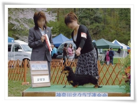 オーナーハンドラーでDOG　SHOWチャレンジ♪｜中川　知美(なかがわ　ともみ)ブリーダー(埼玉県・ミニチュアダックスフンド(ロング)など・JKC登録)の紹介写真2