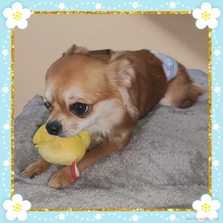 ID：2408-00923の子犬