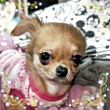 チワワ(ロング)【秋田県・女の子・2025年1月5日・レッド】の写真「★GW特別割引中★控えめな性格の小さめな女の子♪」