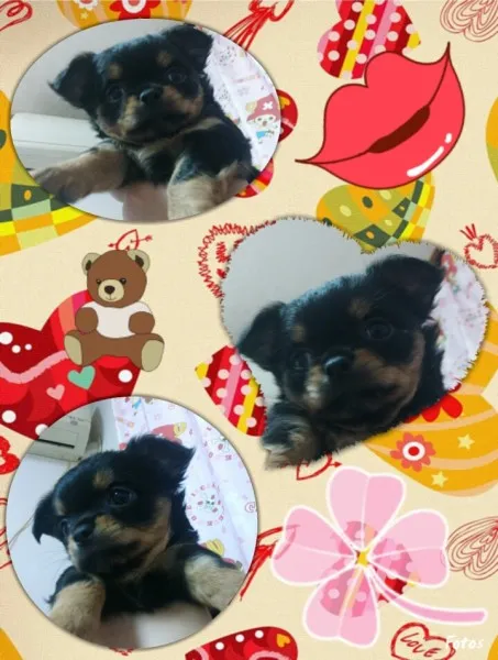 ID:1406-00495の子犬