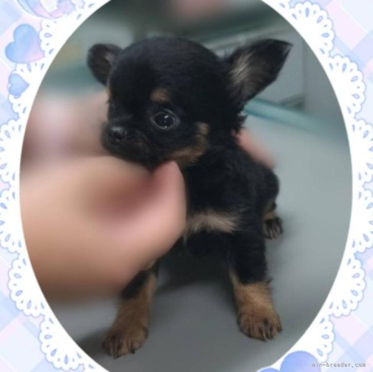 ハンドメイ ぷこたん♥の通販 by ange|ラクマ ハンドメイ