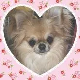 K.H 様のお迎えした子犬