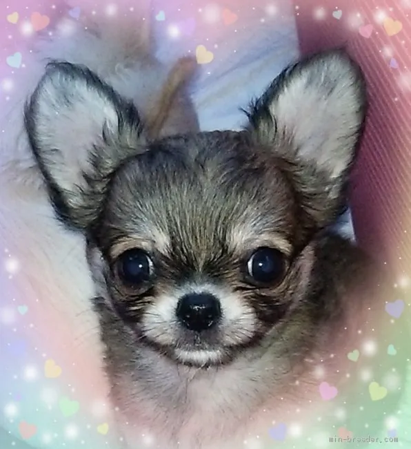 S.S 様のお迎えした子犬