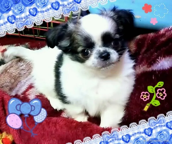 ID:1812-00001の子犬