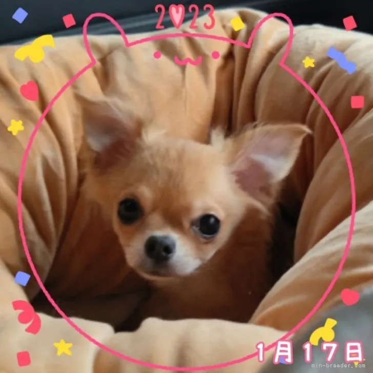 ID：2212-01748の子犬