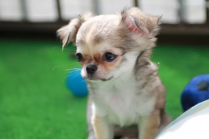 ID:1408-01065の子犬
