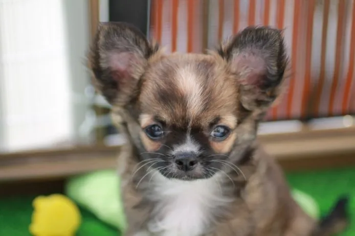 ID:1408-01068の子犬
