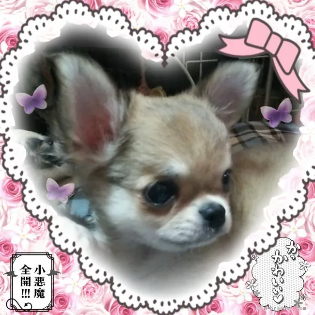 ID：2007-03100の子犬