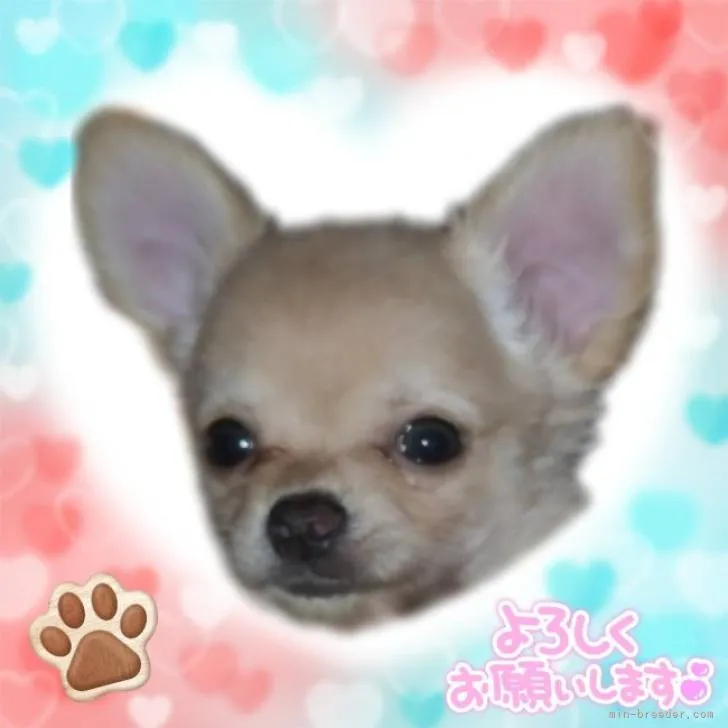 いくとーま 様のお迎えした子犬