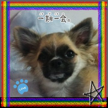 チワワ(ロング)【秋田県・男の子・2014年7月4日・セーブル】の写真「X'mas＆NewYear限定価格です♪」