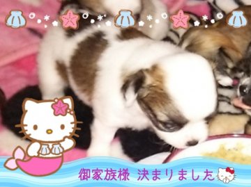 チワワ(ロング)【秋田県・女の子・2014年7月4日・パーティー】の写真「カラー配置が綺麗です」
