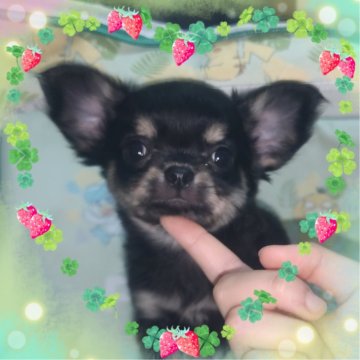 チワワ(ロング)【秋田県・男の子・2024年6月2日・ブラックタン】の写真「性格抜群の優しい男の子です♪両親ＰＲＡクリア」