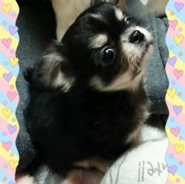 チワワ(ロング)【秋田県・女の子・2018年11月16日・ブラックタン&ホワイト】の写真「お鼻の短い、可愛い女の子♪」