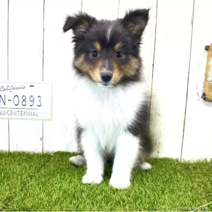 ID:2508-04041の子犬