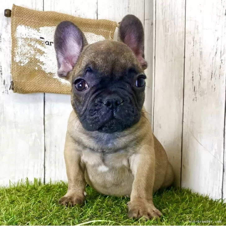 ID：2507-02608の子犬