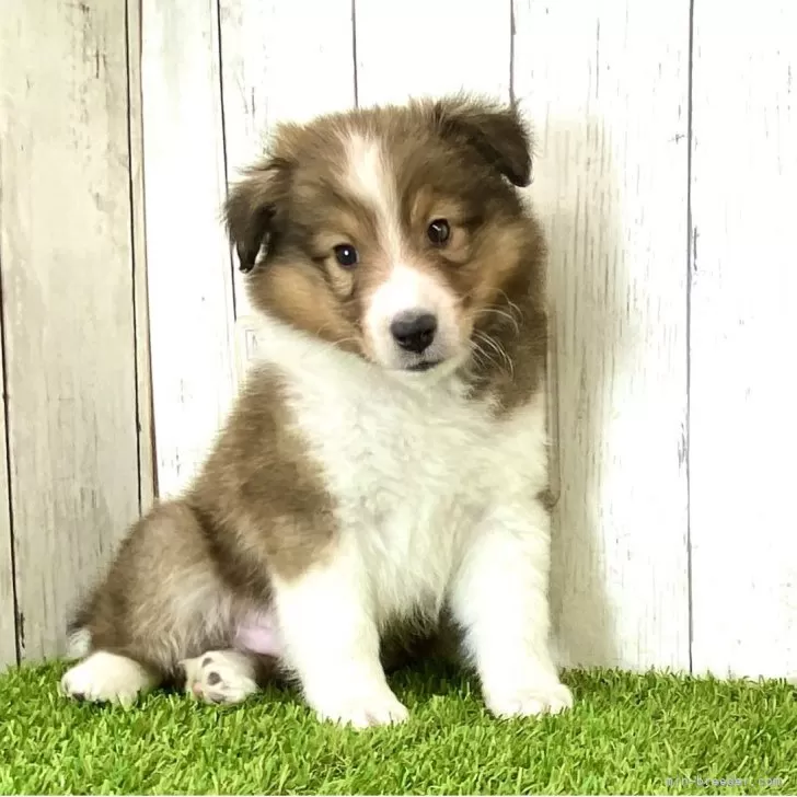 ID:2505-00190の子犬