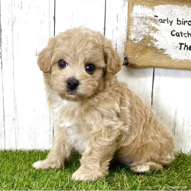 ID：2505-03724の子犬