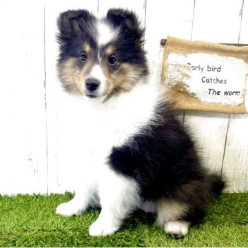 シェットランドシープドッグ【奈良県・女の子・2025年9月26日・トライ】の写真「☆優良血統☆綺麗な柄の女の子☆」