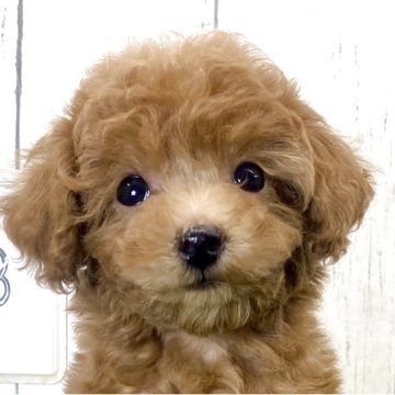 トイプードル(ティーカップ)【奈良県・女の子・2025年9月1日・アプリコット】の写真「☆クリクリおめめの女の子♫」