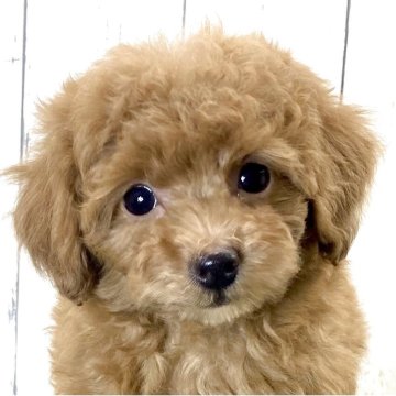 トイプードル(ティーカップ)【奈良県・女の子・2025年9月1日・アプリコット】の写真「☆クリクリおめめの女の子♫」