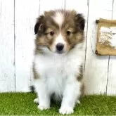 シェットランドシープドッグ