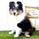 シェットランドシープドッグ