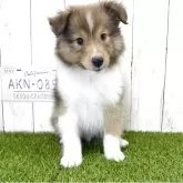 シェットランドシープドッグ
