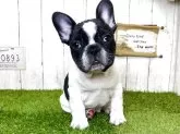 フレンチブルドッグ【奈良県・男の子・2025年2月1日・パイド】の写真2
