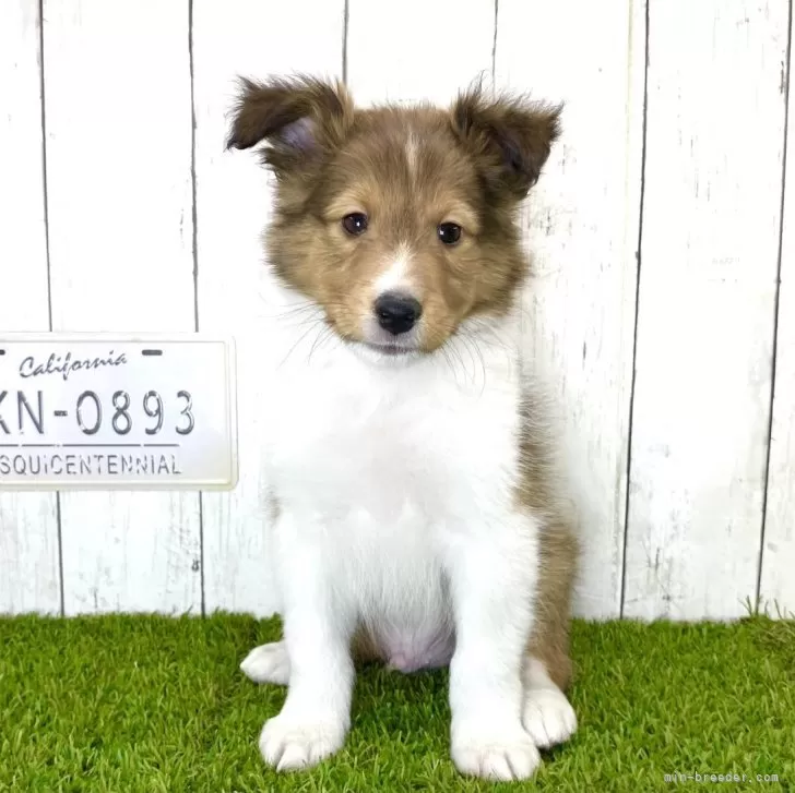 ID:2403-03225の子犬