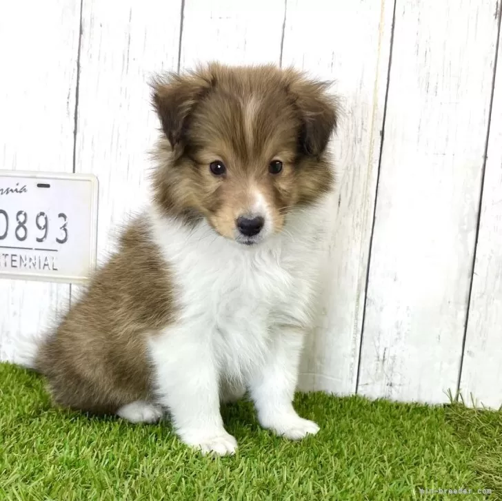 ID:2403-03223の子犬