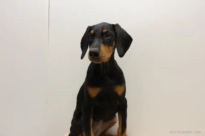 ID:1509-00211の子犬