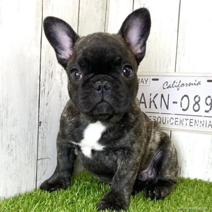 ID:2311-02043の子犬