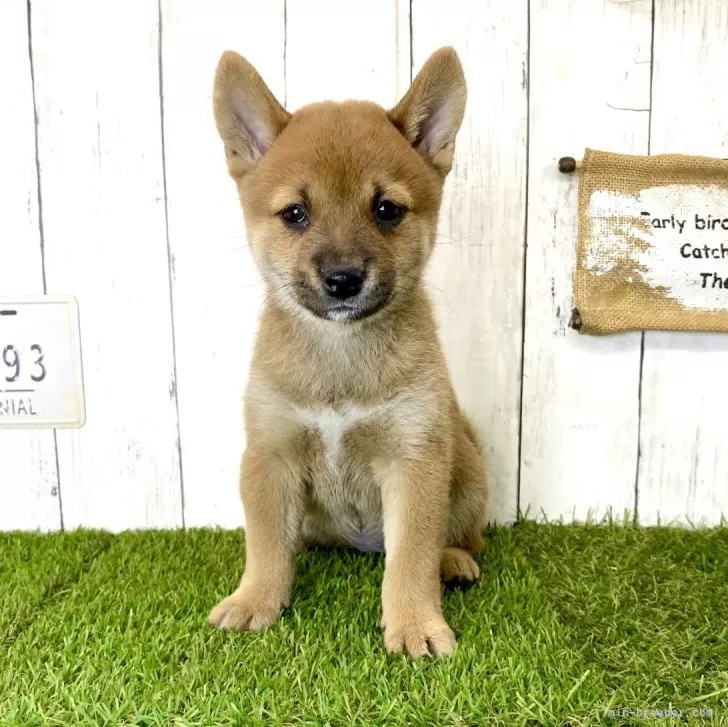 ID:2401-06125の子犬