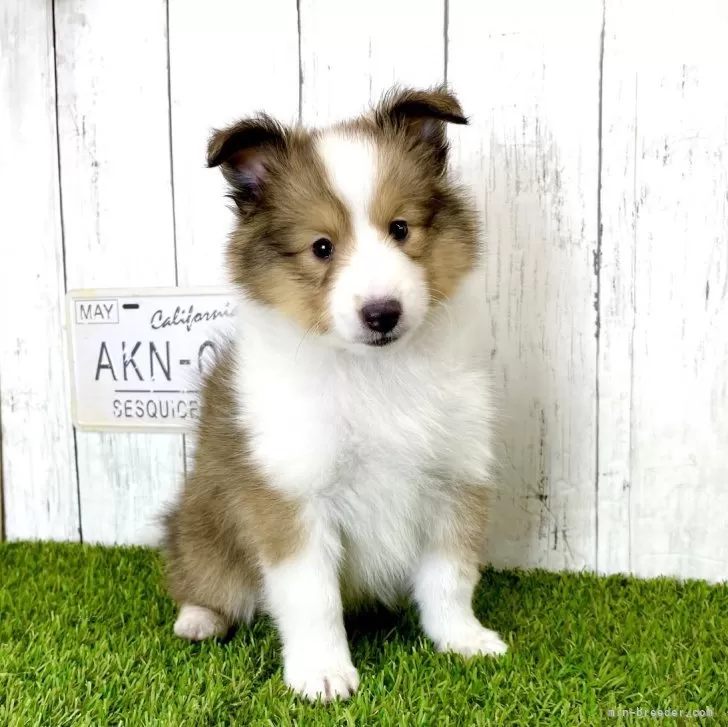 ID:2402-01864の子犬
