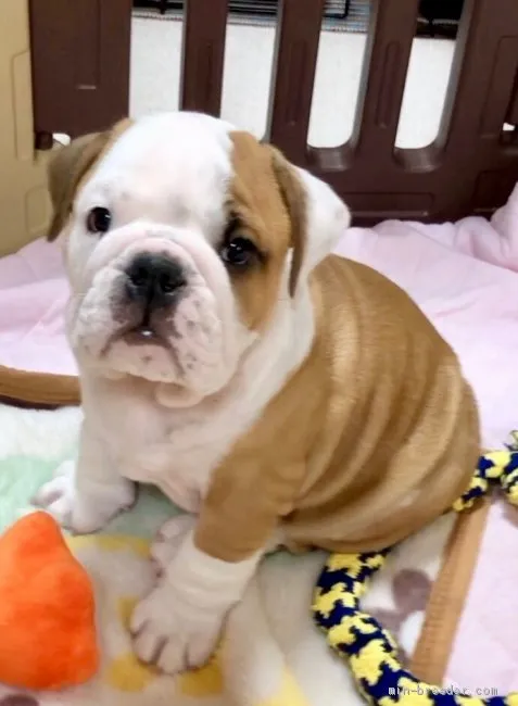 ID:1911-01215の子犬