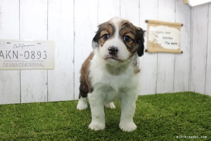 ID:1802-00646の子犬